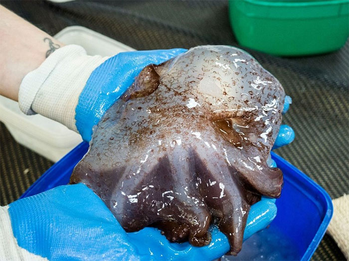 Gloved hands holding a strange deep ocean creature found 16,000 ft below, showcasing eerie and rare marine life.