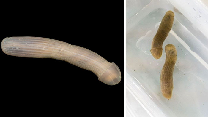 Deep sea creatures found by scientists in the 16,000 ft deep ocean with unusual worm-like appearance.