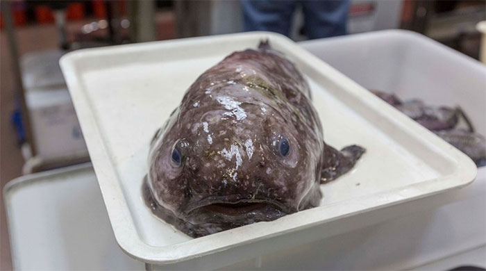 Deep ocean creature with bulbous eyes and slimy skin displayed in a white tray during scientific research.