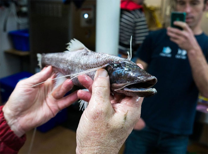 Scientist holding a terrifying deep ocean fish found 16,000 ft below sea level with a man taking photo in the background.