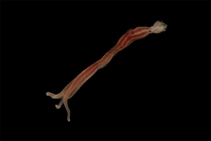 Deep-sea creature discovered by scientists in 16,000 ft deep ocean with eerie features and long tentacle-like limbs.