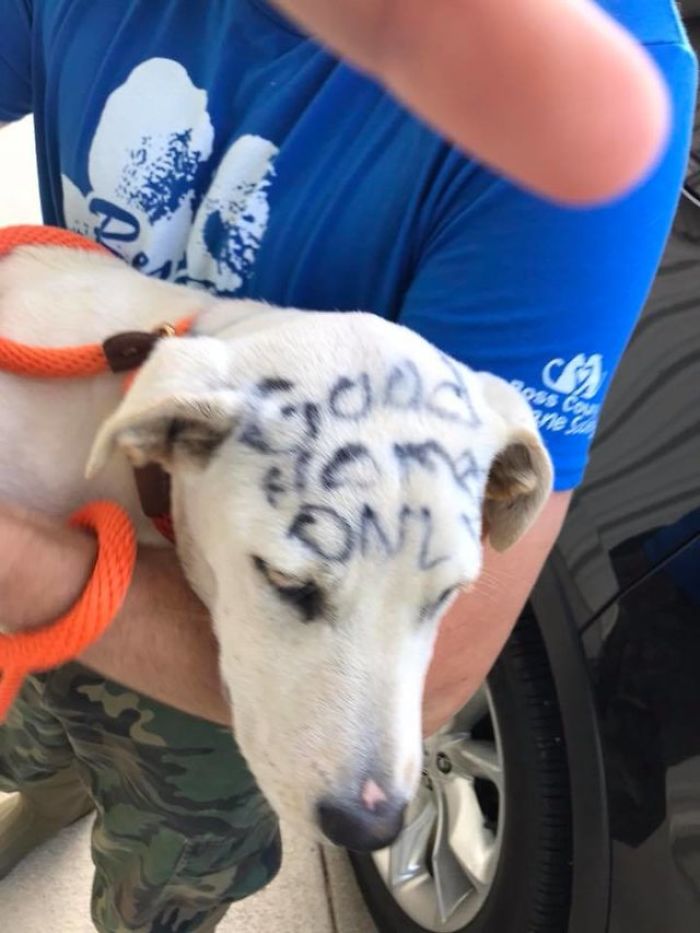 This Abandoned Dog Was Found Locked In A Cage At A Park, But It's Not The Worst Part Of Her Story This Abandoned Dog Was Found Locked In A Cage At A Park, But It's Not The Worst Part Of Her Story