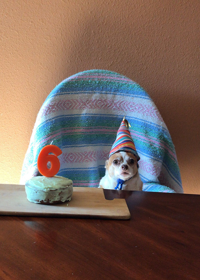My Girlfriend's Dog Turned 6 The Other Day