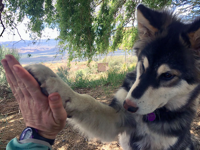 I Eat Lunch Outside Everyday With My Dog. Work Isn’t Always Great, But This 30 Minutes Is Something I Always Look Forward To