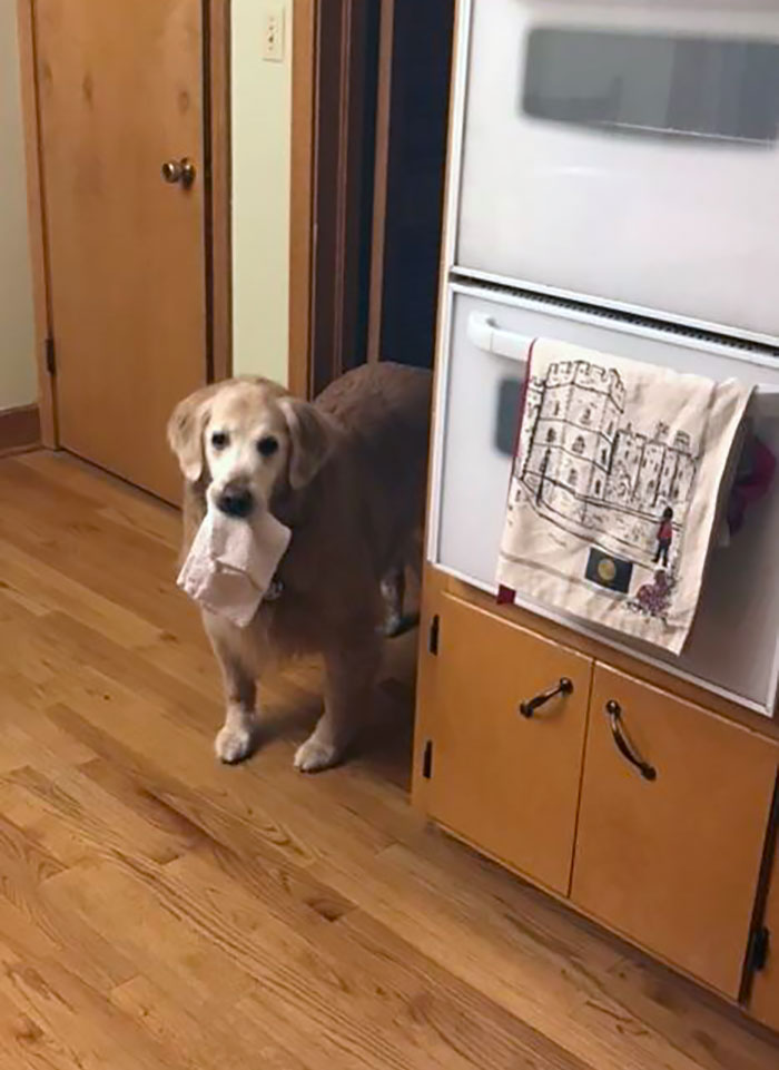Good Girl Came To Check On Me After I Dropped Something Really Loudly In The Middle Of The Night. And Brought Me Gift Just In Case