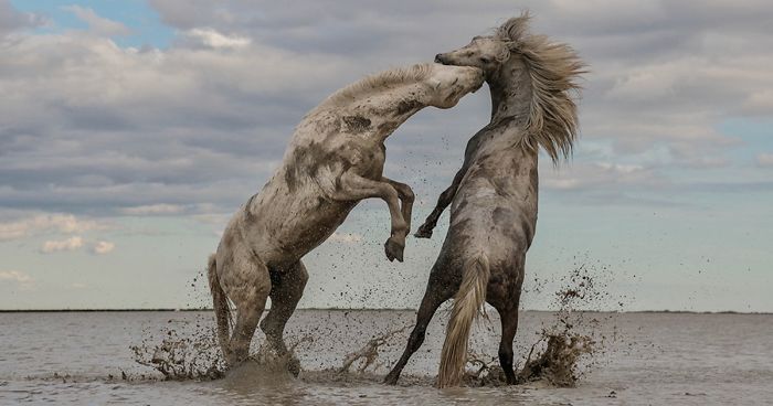 The Winners Of The Nature Conservancy Photo Contest 2018 Has Just Been Announced, And Some Of Them Will Make You Think