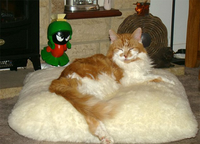 Orange and white cat resting on a fluffy cushion, celebrating a milestone birthday after 30 years with its owner. Orange and white cat resting on a fluffy cushion, celebrating a milestone birthday after 30 years with its owner.