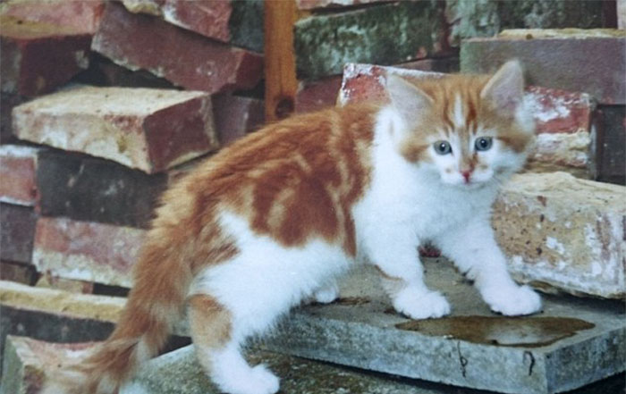 Orange and white cat standing on stone steps near a brick wall, capturing the essence of a beloved pet's long life. Orange and white cat standing on stone steps near a brick wall, capturing the essence of a beloved pet's long life.