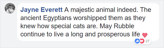 Comment praising a majestic cat and wishing it a long life, highlighting the special bond between owner and cat. Comment praising a majestic cat and wishing it a long life, highlighting the special bond between owner and cat.