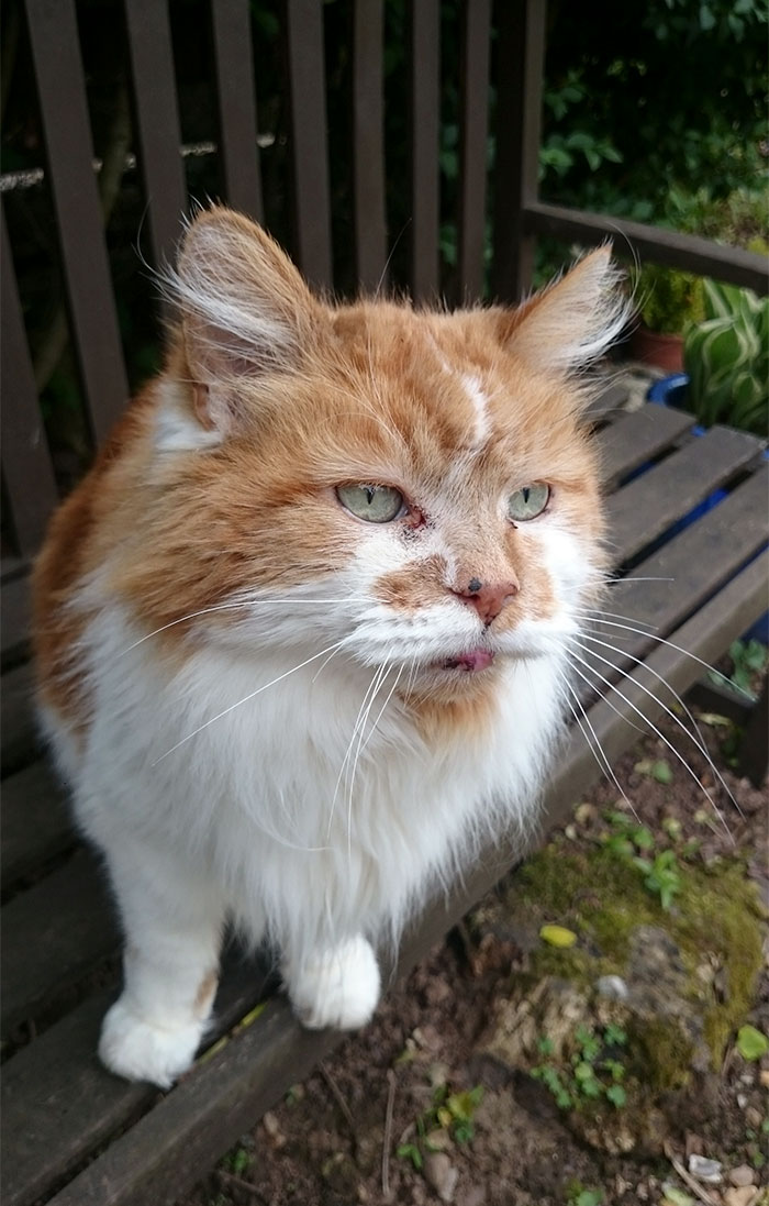 A close-up of an old, fluffy ginger and white cat sitting outside on a wooden bench near plants. A close-up of an old, fluffy ginger and white cat sitting outside on a wooden bench near plants.
