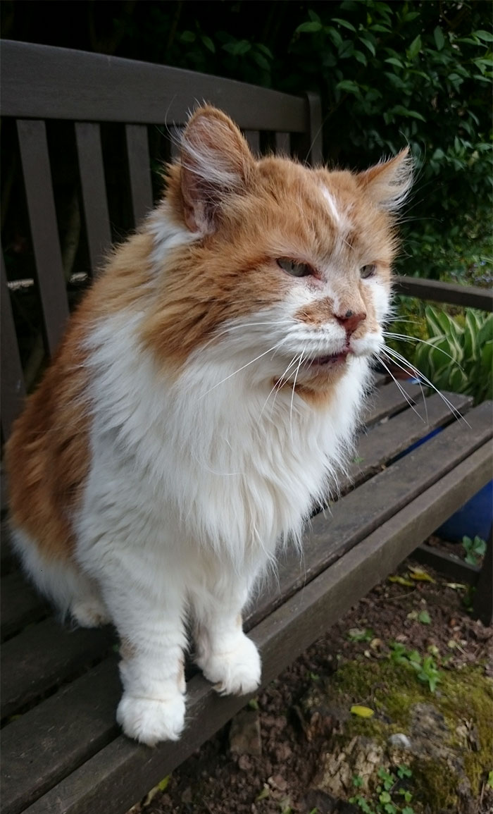 A senior orange and white cat sitting on a wooden bench, highlighting a long-term pet owner and cat birthday celebration. A senior orange and white cat sitting on a wooden bench, highlighting a long-term pet owner and cat birthday celebration.