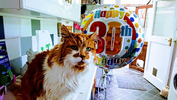 Old cat Rubble celebrating his 30th birthday with a colorful balloon in a cozy home setting. Old cat Rubble celebrating his 30th birthday with a colorful balloon in a cozy home setting.