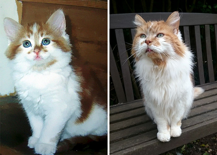 Side-by-side images of a cat as a kitten and 30 years later, showcasing a long-lived cat anniversary celebration. Side-by-side images of a cat as a kitten and 30 years later, showcasing a long-lived cat anniversary celebration.