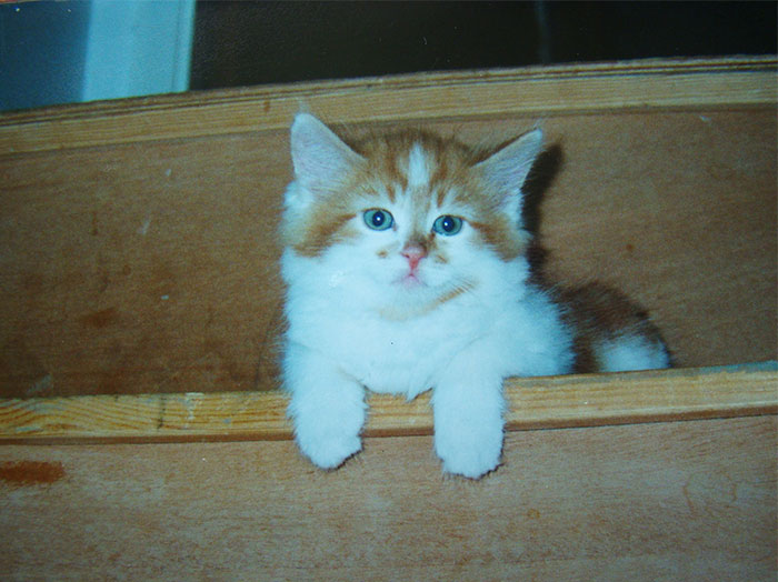 Fluffy orange and white kitten with blue eyes resting on wooden stairs, showing a cute and calm expression. Fluffy orange and white kitten with blue eyes resting on wooden stairs, showing a cute and calm expression.