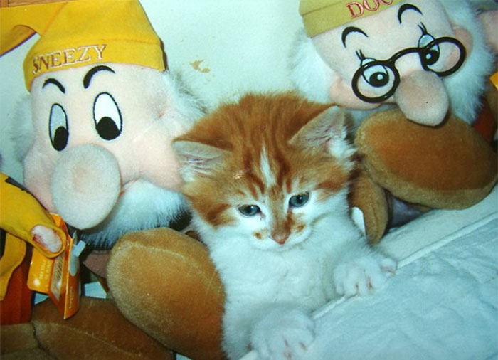Cute orange and white kitten surrounded by plush toys, highlighting a cat birthday celebration and owner's long-time pet care. Cute orange and white kitten surrounded by plush toys, highlighting a cat birthday celebration and owner's long-time pet care.