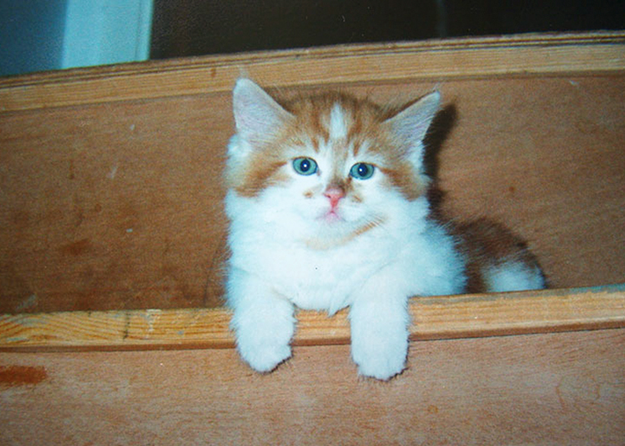 Este gato lleva viviendo con su dueña desde 1988, y puede que sea el gato más viejo del mundo