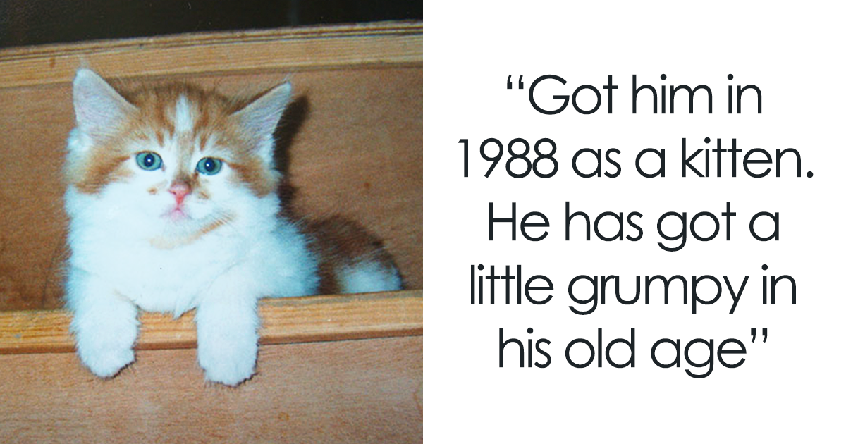 Fluffy orange and white kitten in wooden box paired with text about owner getting a cat in 1988 and birthday party.