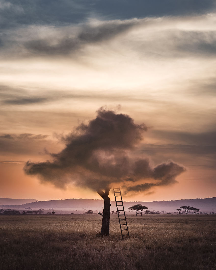 Cloud Tree Ii
