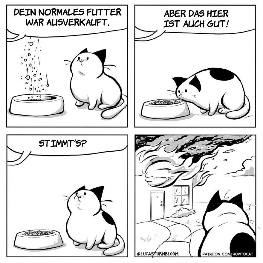 From Rescue Cat To 'How To Cat'