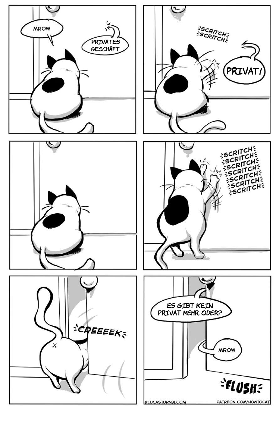 From Rescue Cat To 'How To Cat'