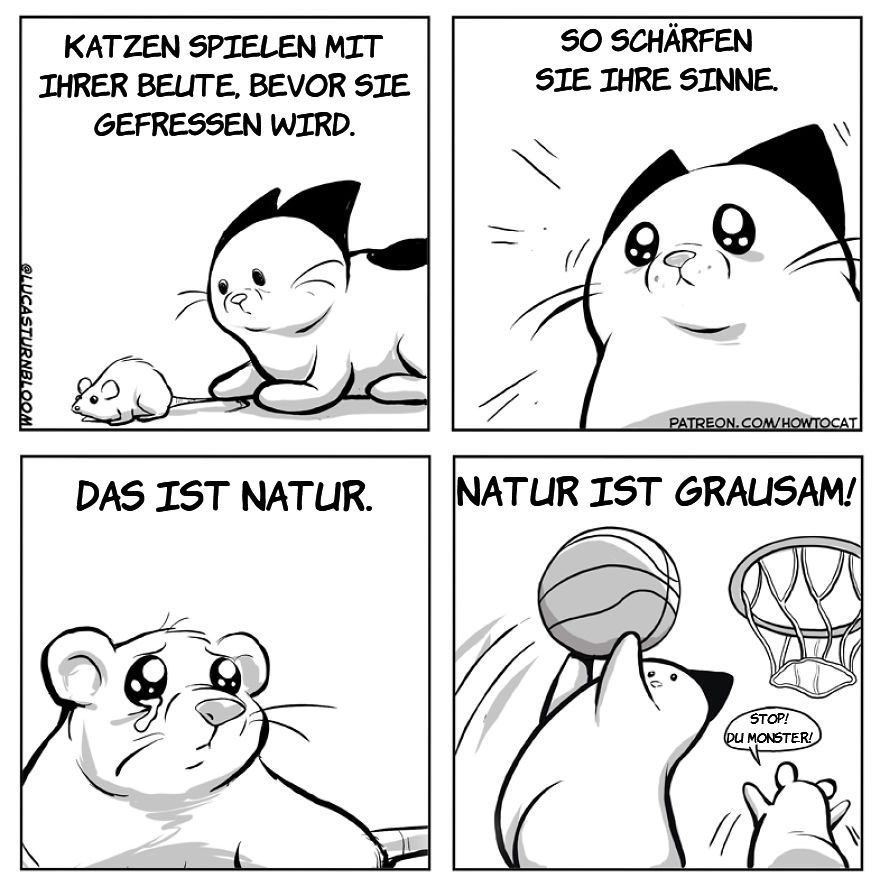 From Rescue Cat To 'How To Cat'