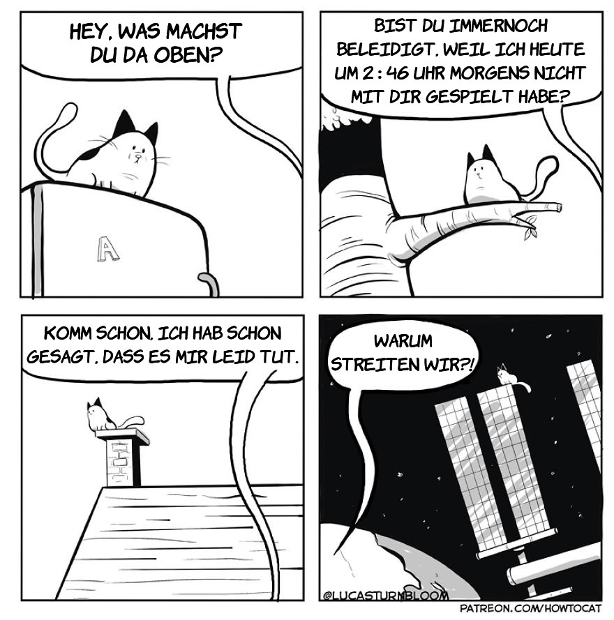 From Rescue Cat To 'How To Cat'