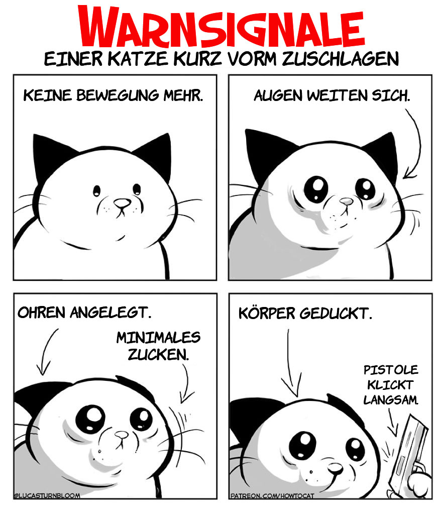 From Rescue Cat To 'How To Cat'