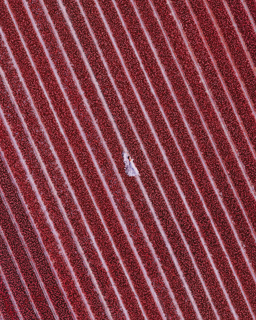 Hyacinth Flowers Field In North Holland. Model: Valeria