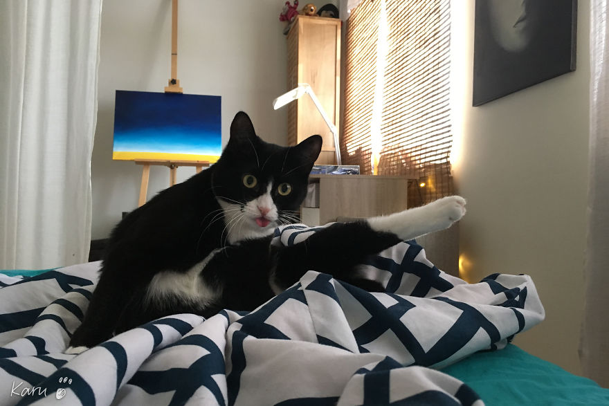 Cat With 100 Faces Cat With 100 Faces