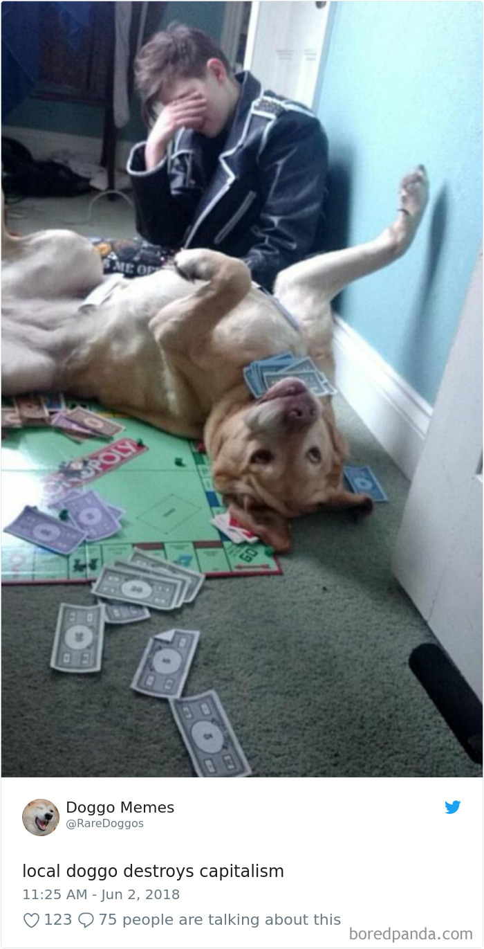 Hilarious-Dog-Tweets