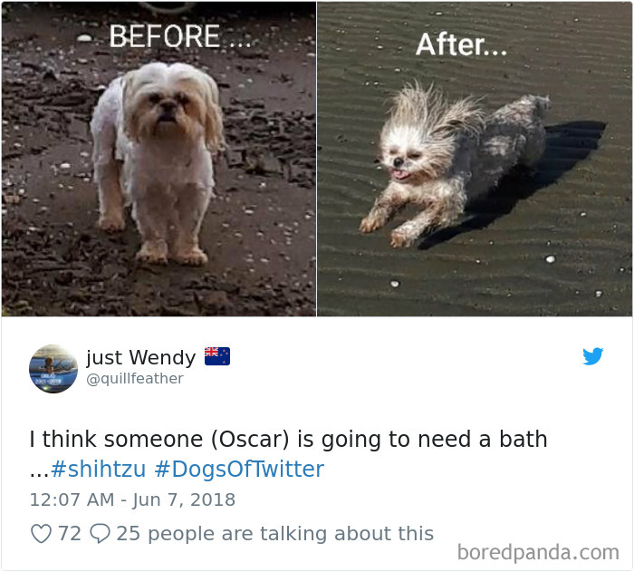 Hilarious-Dog-Tweets
