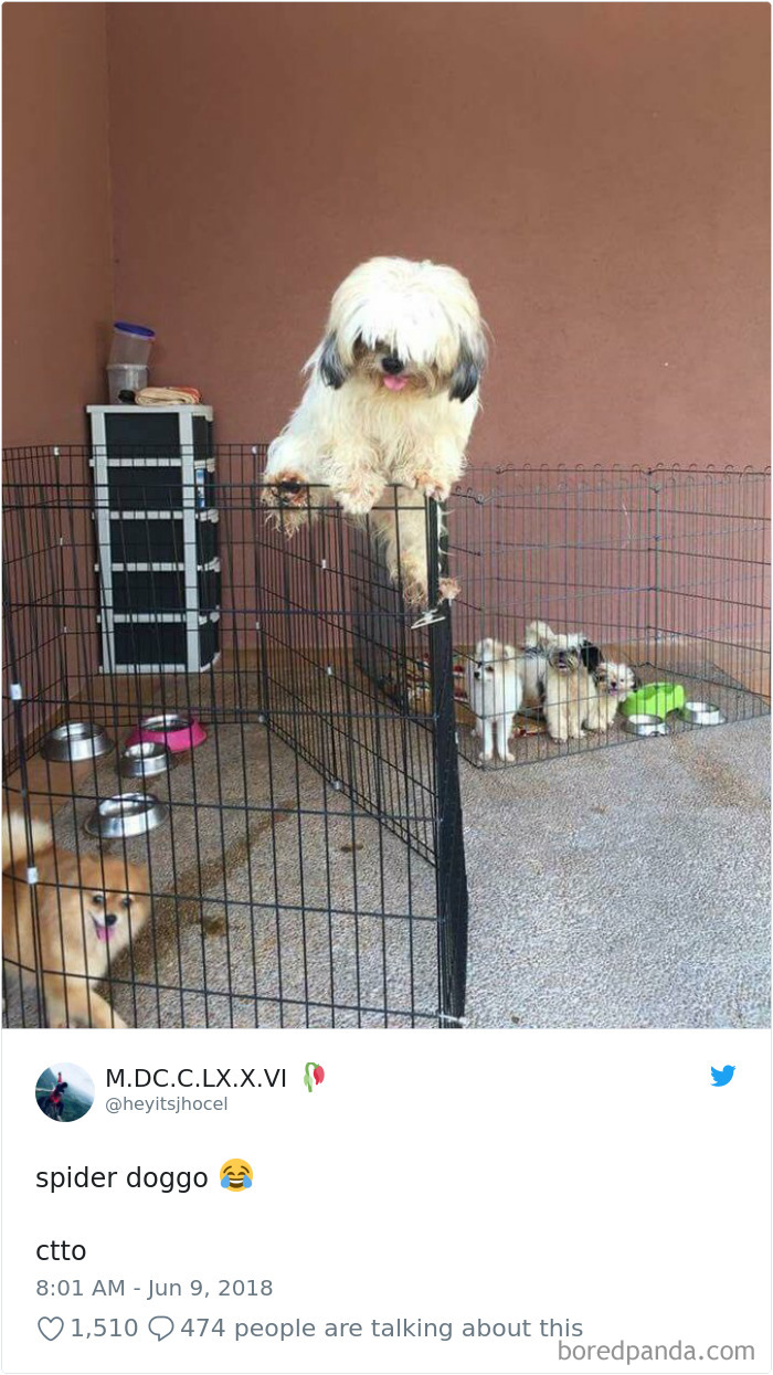Hilarious-Dog-Tweets