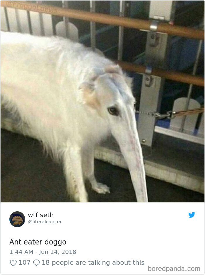 Hilarious-Dog-Tweets