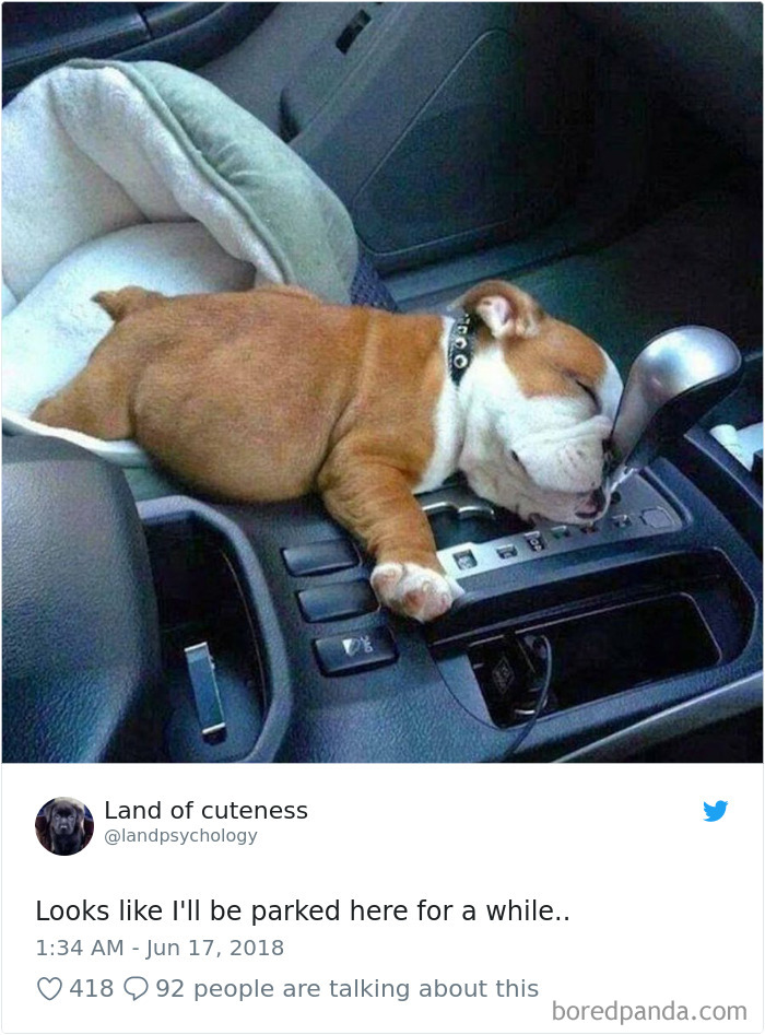 Hilarious-Dog-Tweets