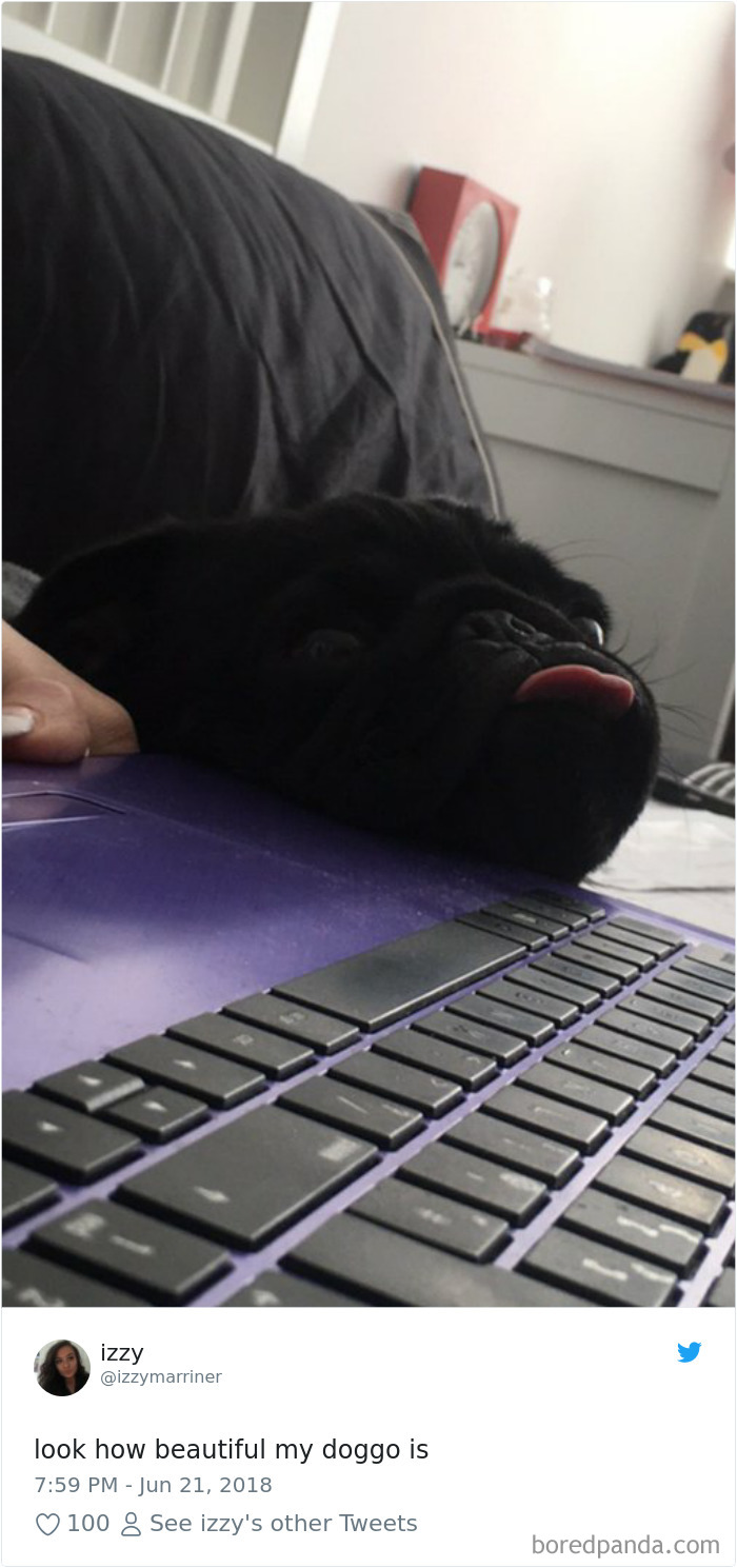 Hilarious-Dog-Tweets