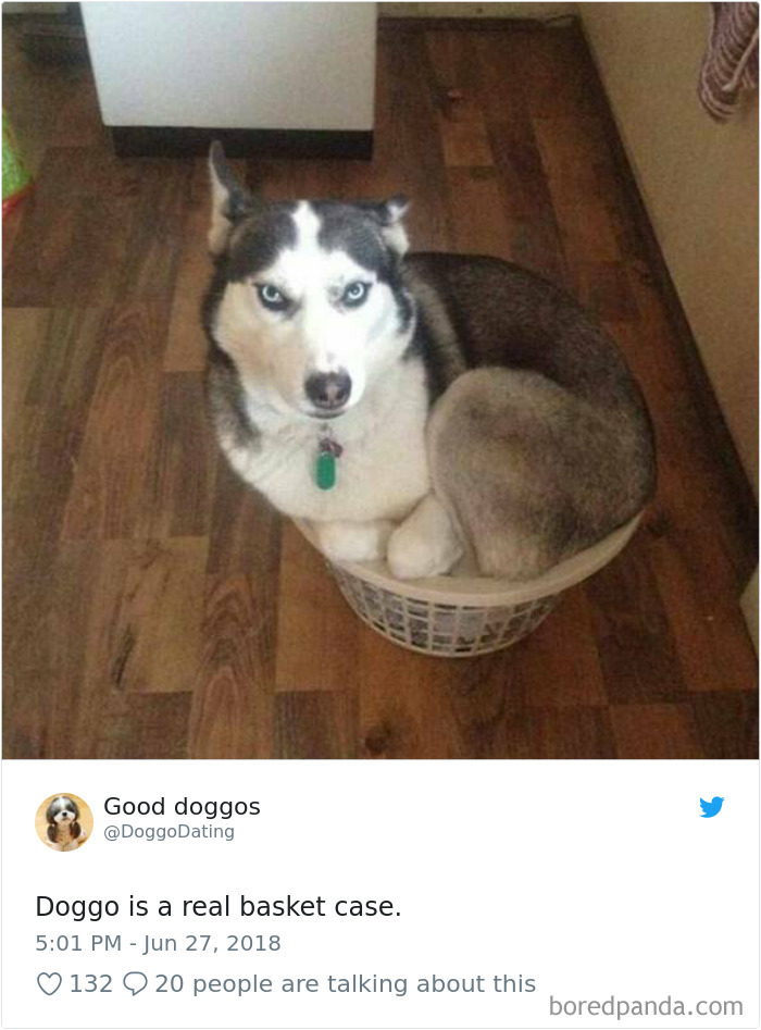 Hilarious-Dog-Tweets