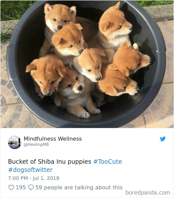 Hilarious-Dog-Tweets