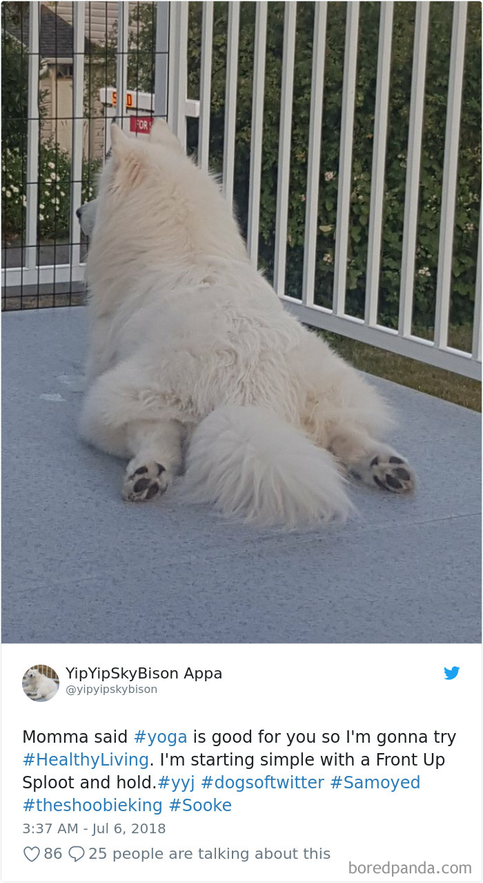 Hilarious-Dog-Tweets