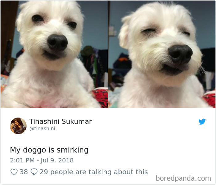 Hilarious-Dog-Tweets