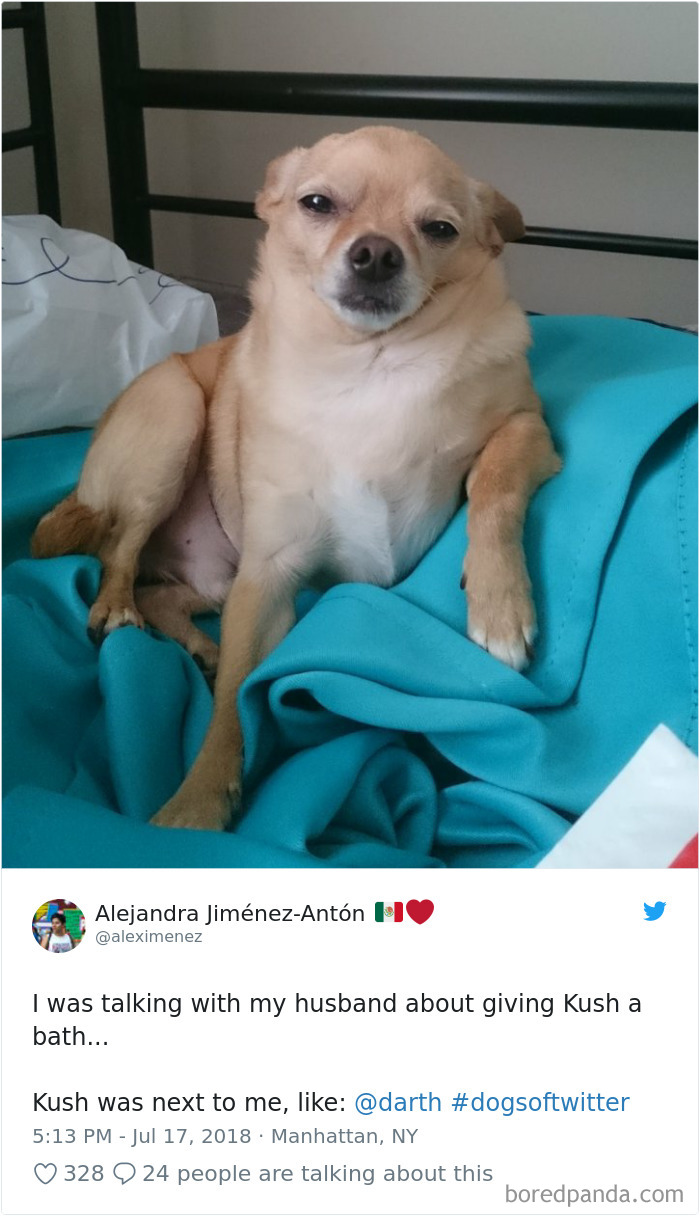 Hilarious-Dog-Tweets