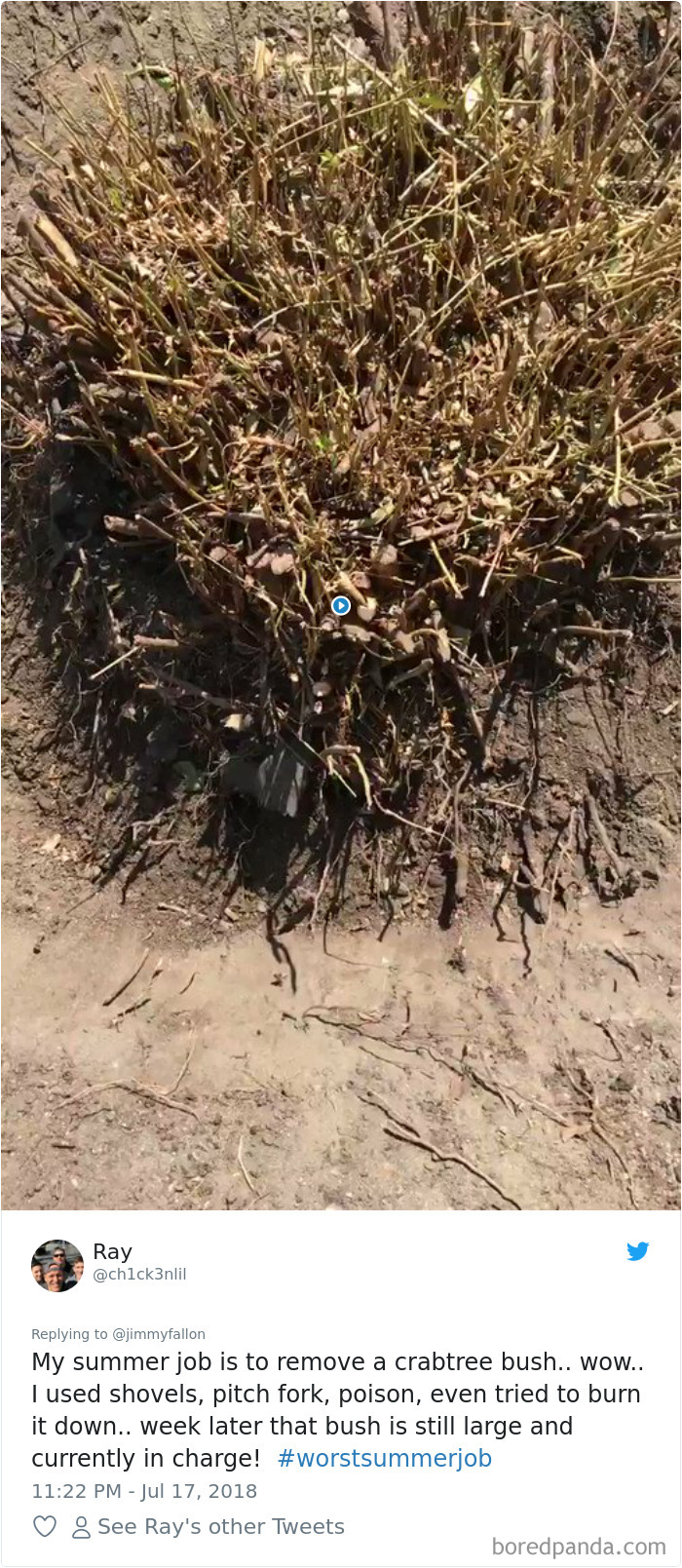 Worst-Summer-Job-Jimmy-Fallon-Tweets