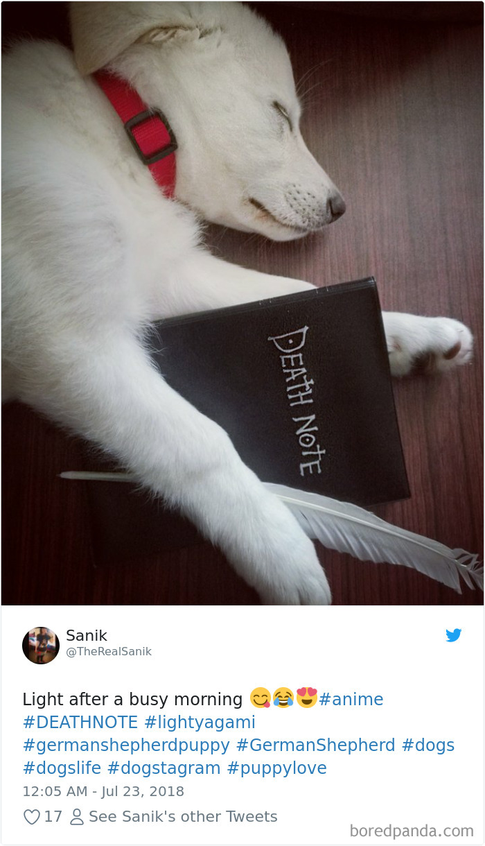Hilarious-Dog-Tweets