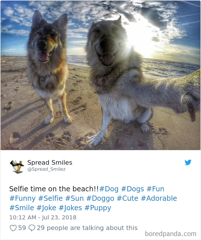 Hilarious-Dog-Tweets