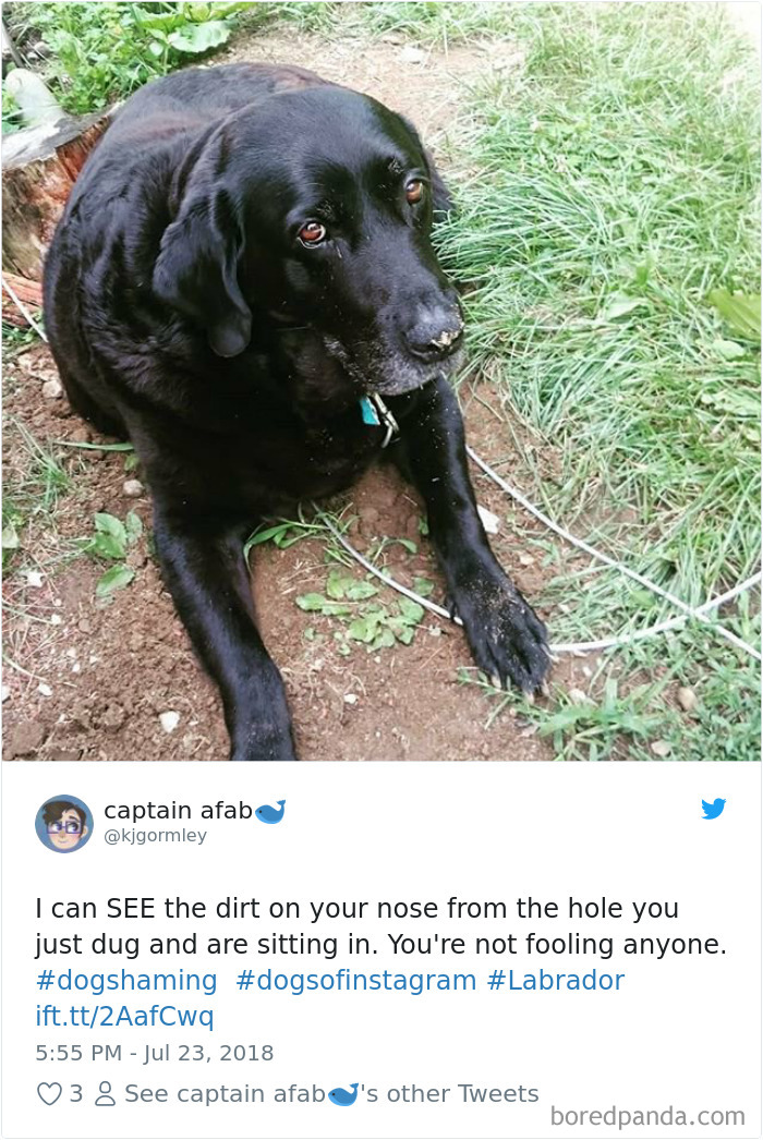 Hilarious-Dog-Tweets