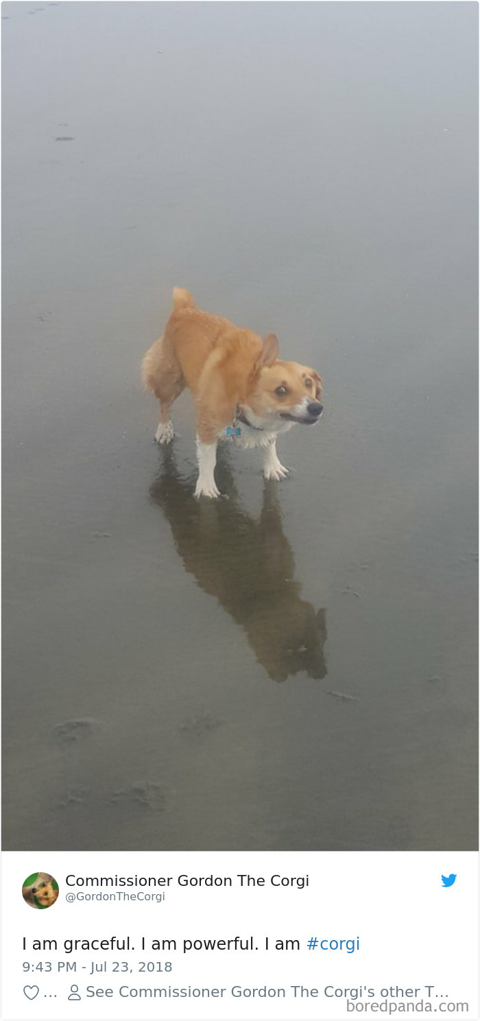 Hilarious-Dog-Tweets