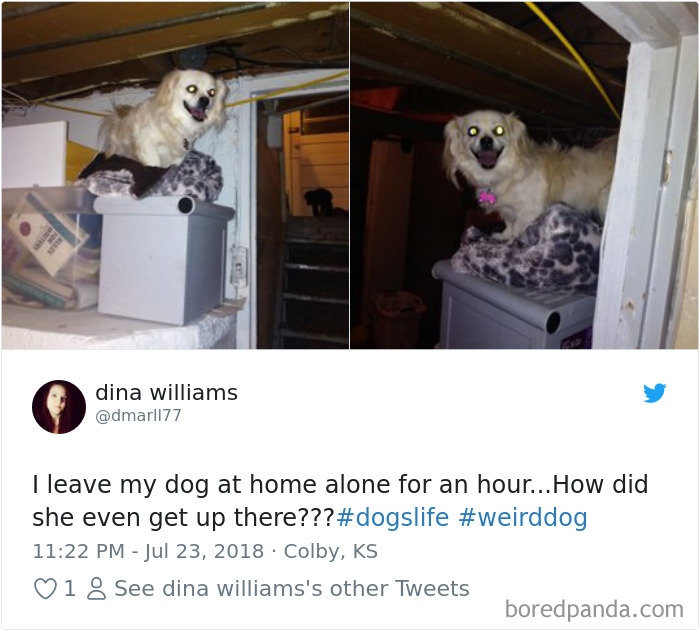 Hilarious-Dog-Tweets