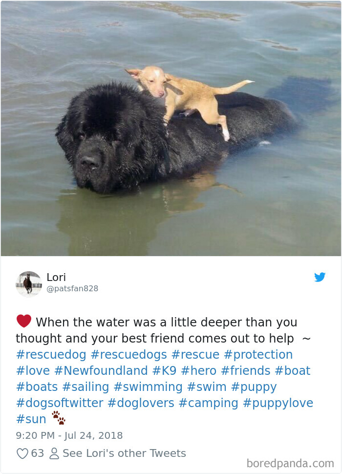 Hilarious-Dog-Tweets