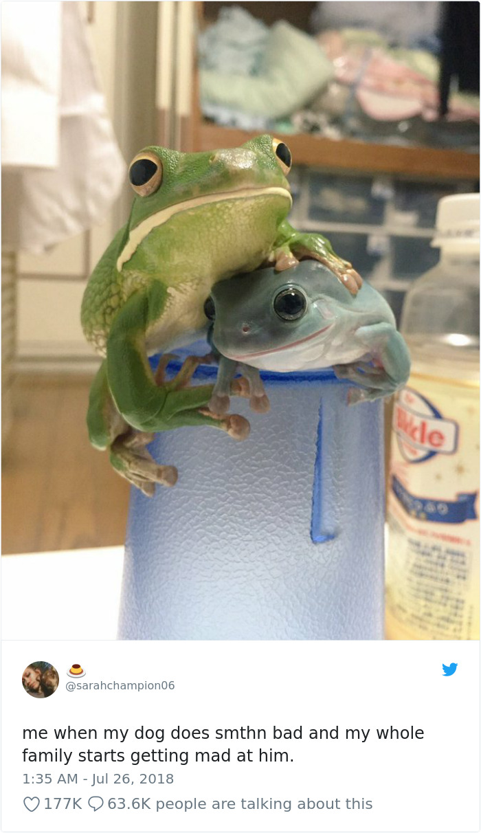 Hilarious-Dog-Tweets