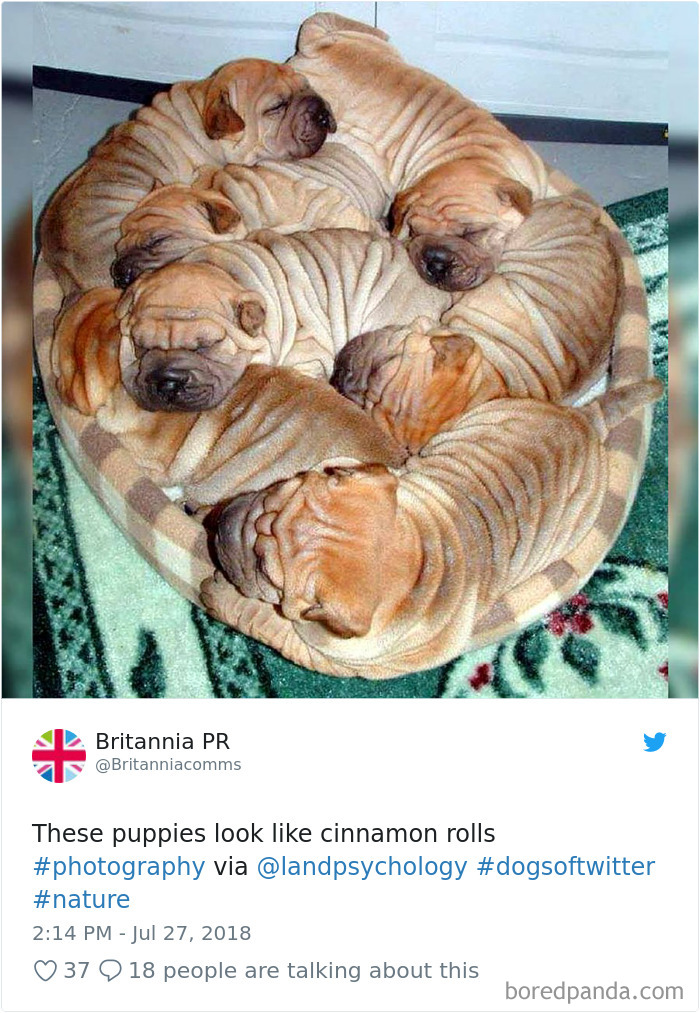 Hilarious-Dog-Tweets