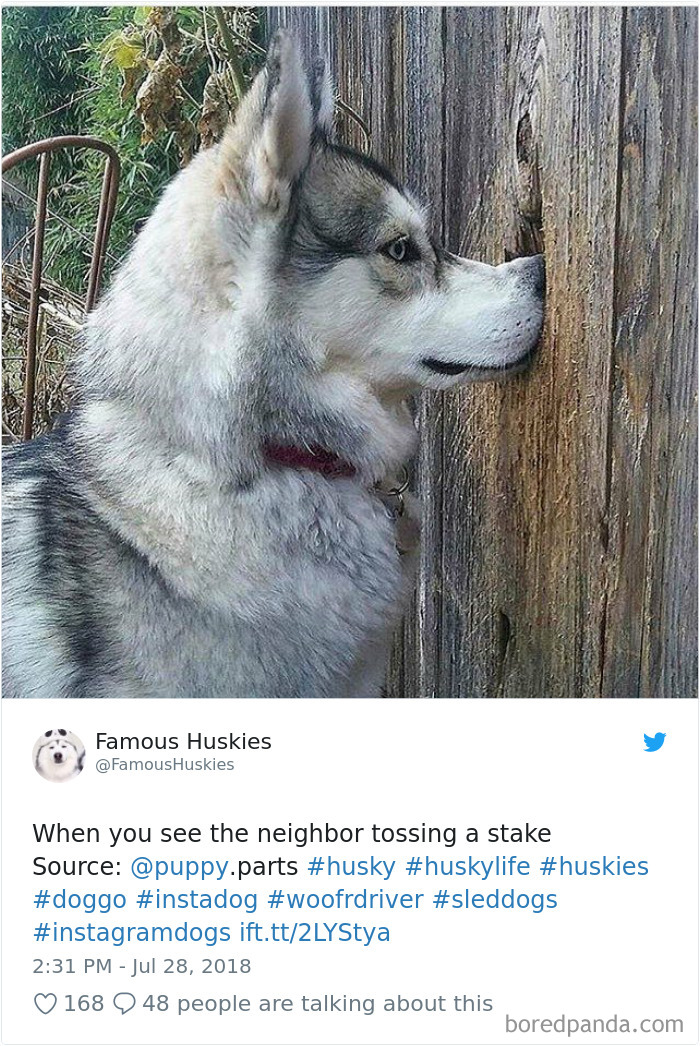 Hilarious-Dog-Tweets